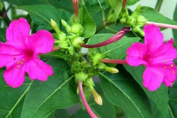 名字土里土气的，一旦开花就惊艳美翻天，你肯定见过其中一种