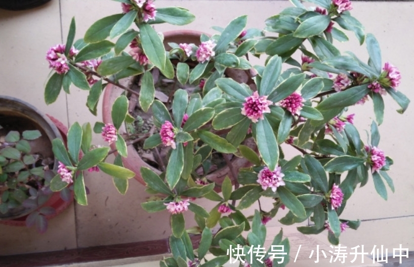 牢记3点要求,冬天室内盆栽瑞香,开花饱满漂亮,香味浓郁