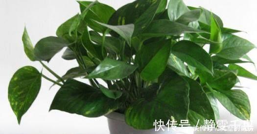 溶液|养花烂根了,全扔掉?别,一个小方法立马满血复活