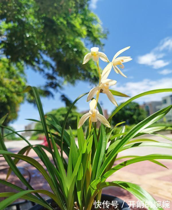 素花兰|此兰花永远“白菜价”,花色素雅,芳香四溢,想养就趁现在