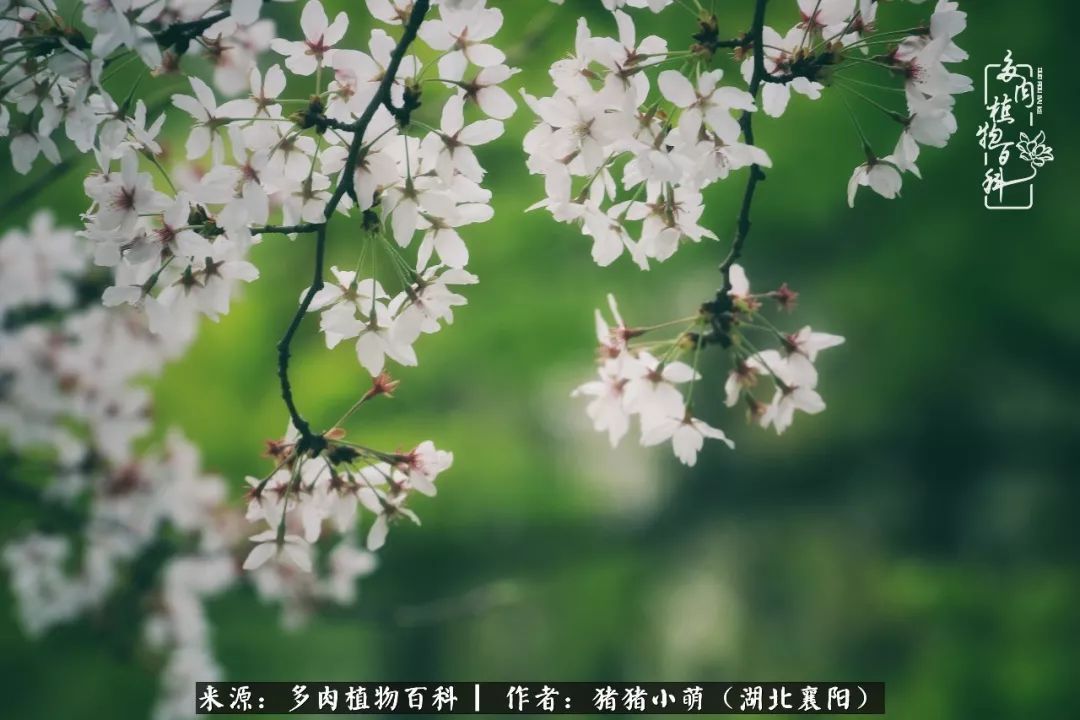 一花一世界,一肉一欢喜!遇见多肉,重新发现生活的美!