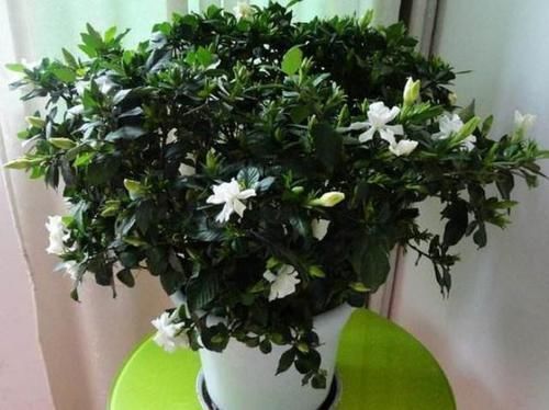 茉莉花|在家养啥花合适此4种随便来一盆,植株长势旺、满屋飘香