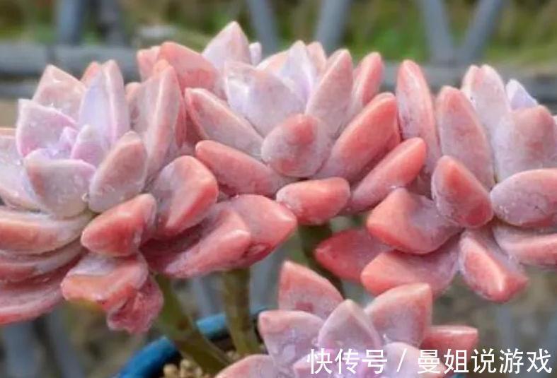多肉紫雾怎么养殖，掌握5点，出状态粉嫩粉嫩的，太漂亮了