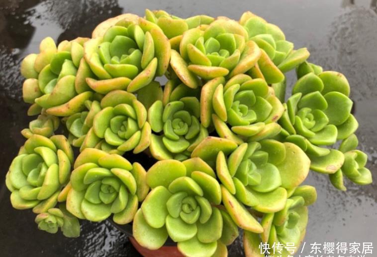 百合丽丽如何过冬?作为法师系多肉它不耐寒,冬季一定要注意防冻