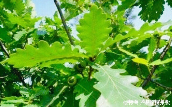 宁心安神|夏天将至，多食此“祛湿王”，祛湿气，清理子宫，防女性月经不调