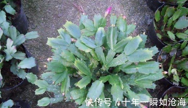 烂根|蟹爪兰发出这个“信号”,一定不要忽视,是在提醒你