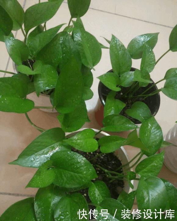 绿萝发焉发黑,1招活了,1年成绿仙子