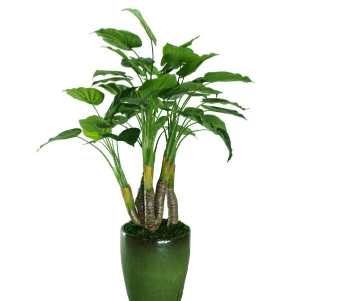 滴水观音|“4种花”养家里，不仅能净化空气，还能旺财镇宅好