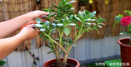 老花农的经验分享：养花做好3件事，什么花都能养活，3分钟学会！