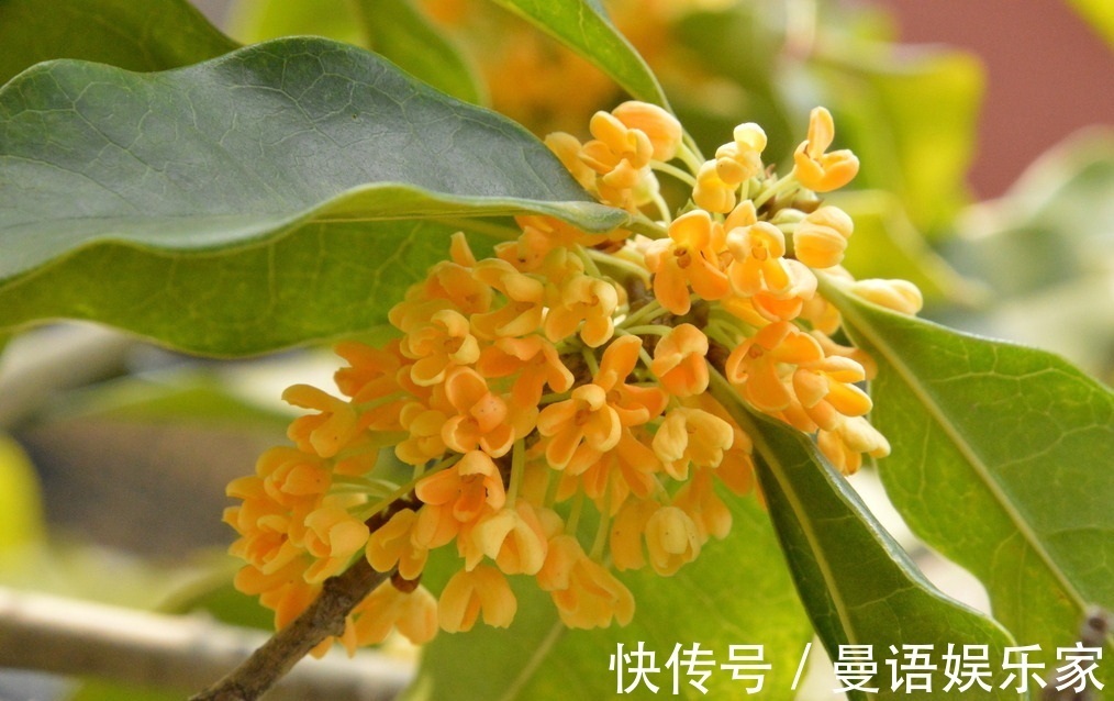 金黄色|此花是我国的名花,以香气所闻名,金黄色的花朵十分美丽