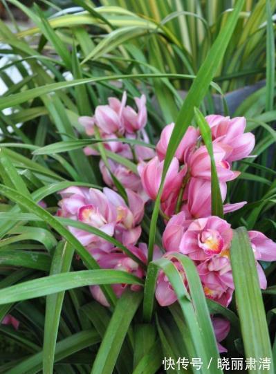 想要养好惠兰?关键要做好3件事,长新芽冒花苞,喜欢兰花快看看