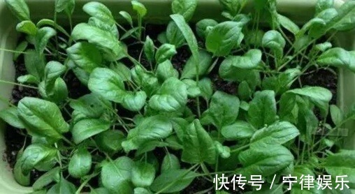 阳台种菜乐趣多,4种适合盆栽的蔬菜,养上几盆,绿色健康又好吃