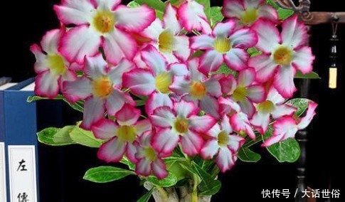 快要临近夏天,这3种花号称“热不死”,天越热花开的越旺