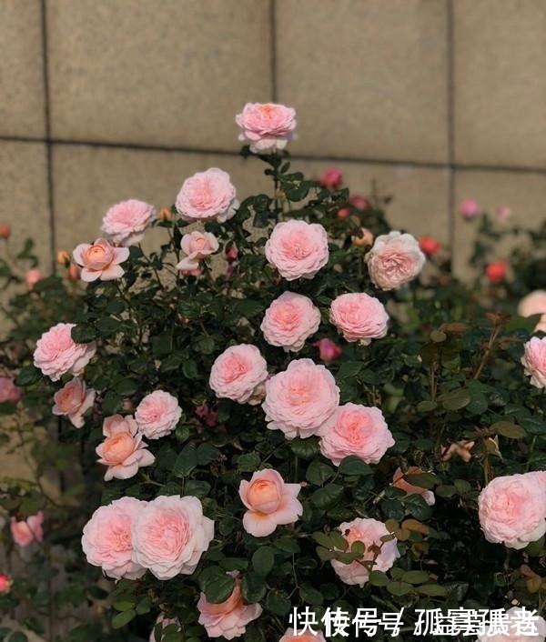 漂亮|此款世界名花,超级漂亮,开花勤快,好养易管理,室内盆栽也可以!