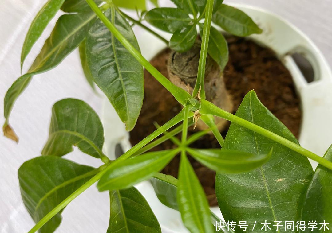 发财树这样养,不烂根,不黄叶,蹭蹭长新芽