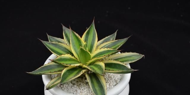 这种盆栽绿植,耐旱性强,叶缘有非常清晰的黄色镶边