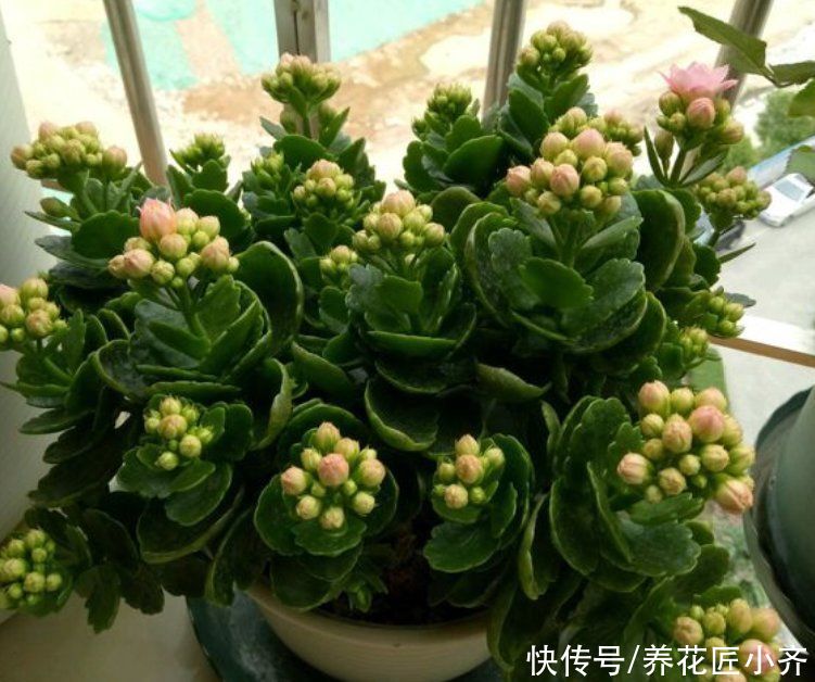 翻倍|夏季的长寿花,做好“二少二不缺”,植株健壮不黑腐,新芽能翻倍
