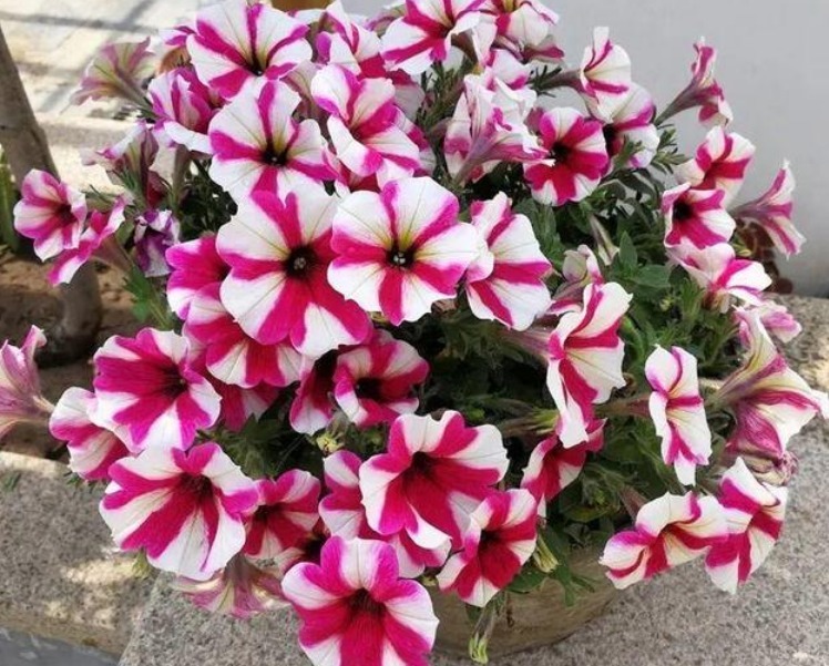 养花就养这几款,随便养都爆盆,花期长花量大,满屋飘香!