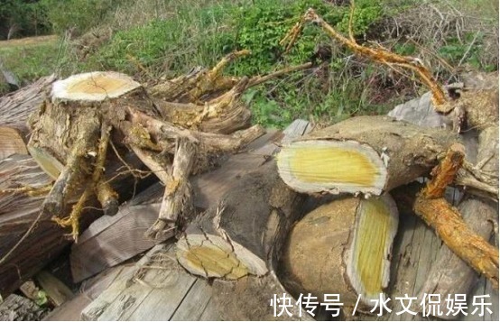 香枝木|全球最惨木材不识货的拿它当柴烧,其实一公斤上万元!你家有吗