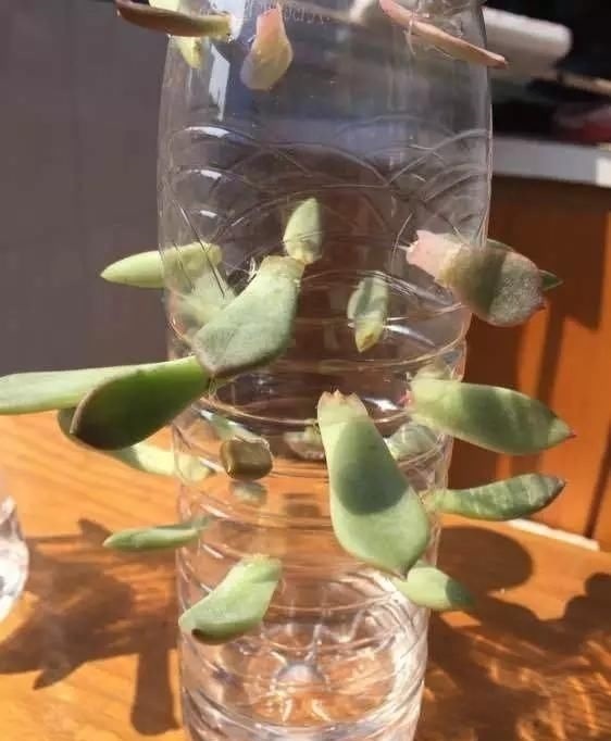 “塑料瓶”竟是养花神器，学会“4种”用法，一生受用、养花旺