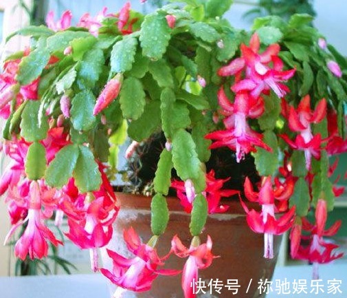 秋季蟹爪兰怎样催花教你“4法”，给它“剪个发”，四季都开花