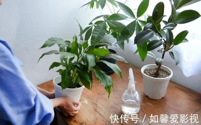 浇水|养花不会浇水,家里再多花也会被糟蹋,新手盆栽浇水指南