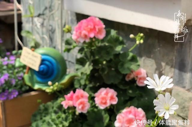 在茜的多肉小院里,花时间种快乐!在茜的多肉小院里,花时间种快乐!