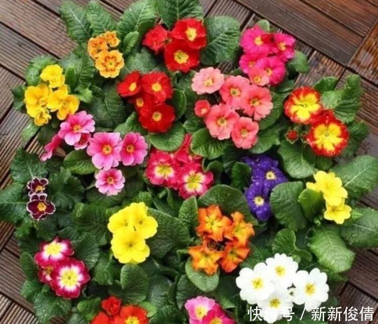 爆盆|有钱人都养4种花,开花爆盆花期长,花大色艳真漂亮,谁养谁上瘾