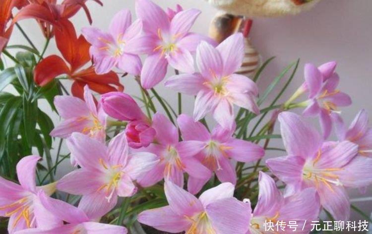 最受欢迎的3种花,全年开花不停,花色艳丽,花开枝繁叶茂,美