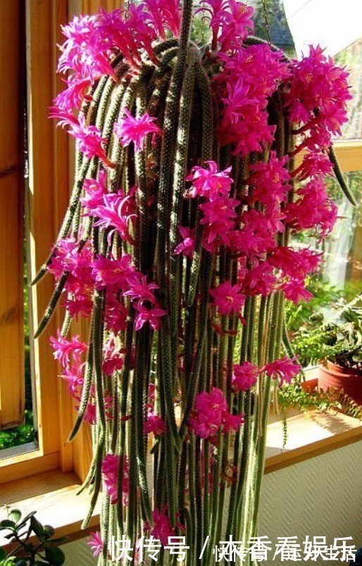 花卉盆栽|秋冬就养这“花”,越冷越爱开,比蟹爪兰还漂亮,养100盆也不多