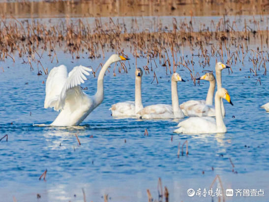 中年|成群的天鹅水中嬉戏，济南这片湖泊美醉了