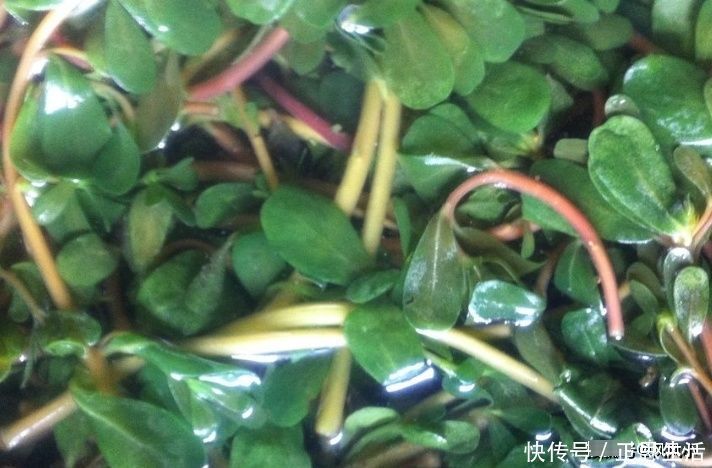 食物|在怀孕期间,这3种食物会伤害宝宝的健康,第二种很多孕妈都爱吃