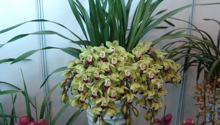 花友|养兰花,怎么让植株不烂芽、招虫生病?