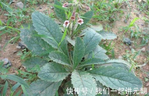 友友们|农村一种野草,根似人参,过去不被待见,如今价值珍贵20元一斤