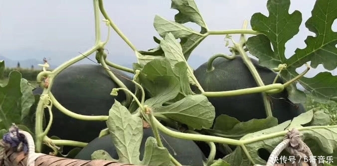 以前一斤5毛钱的农村水果,如今有钱也买不到,香甜多汁你吃过没
