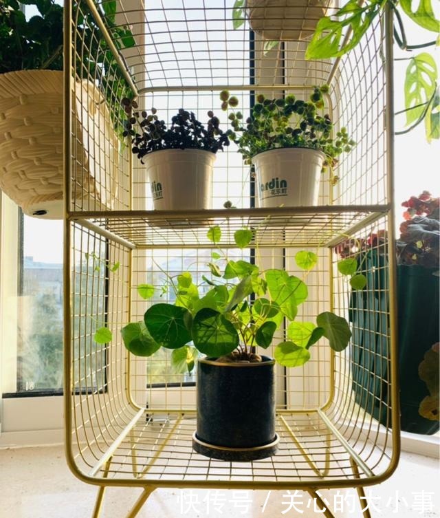 一米宽的小阳台,也能养出繁花似锦!