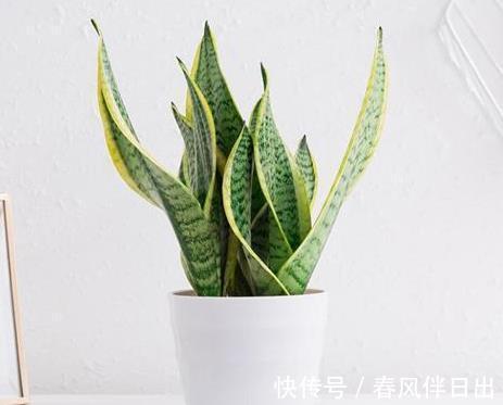 阳光|秋季养虎尾兰,换盆很重要,加上合理养护,不变美都难