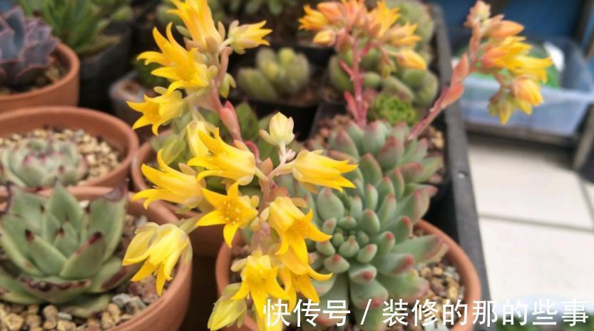 多肉长花箭算不算正常,该怎么处理?