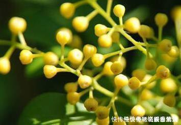 空气|这三种花堪比香水,养在家里空气清新无异味,健康无忧