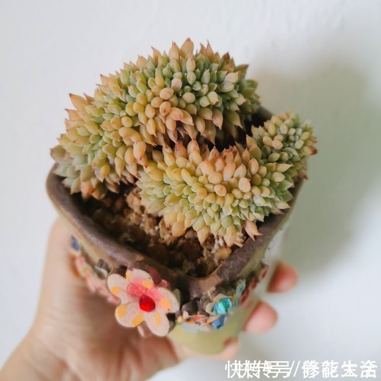 畸形|多肉变“畸形”，身价能翻好几倍，可遇不可求