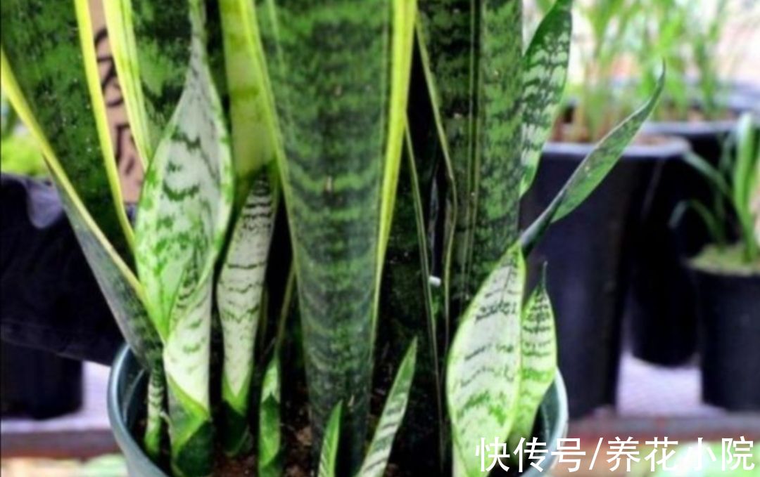 浇水|怕水涝的5种花，浇水太多养不好，不是烂根就是黄叶