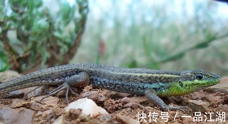 24个冷知识：生物老师看完直呼不可思议，但却真实存在的有趣知识