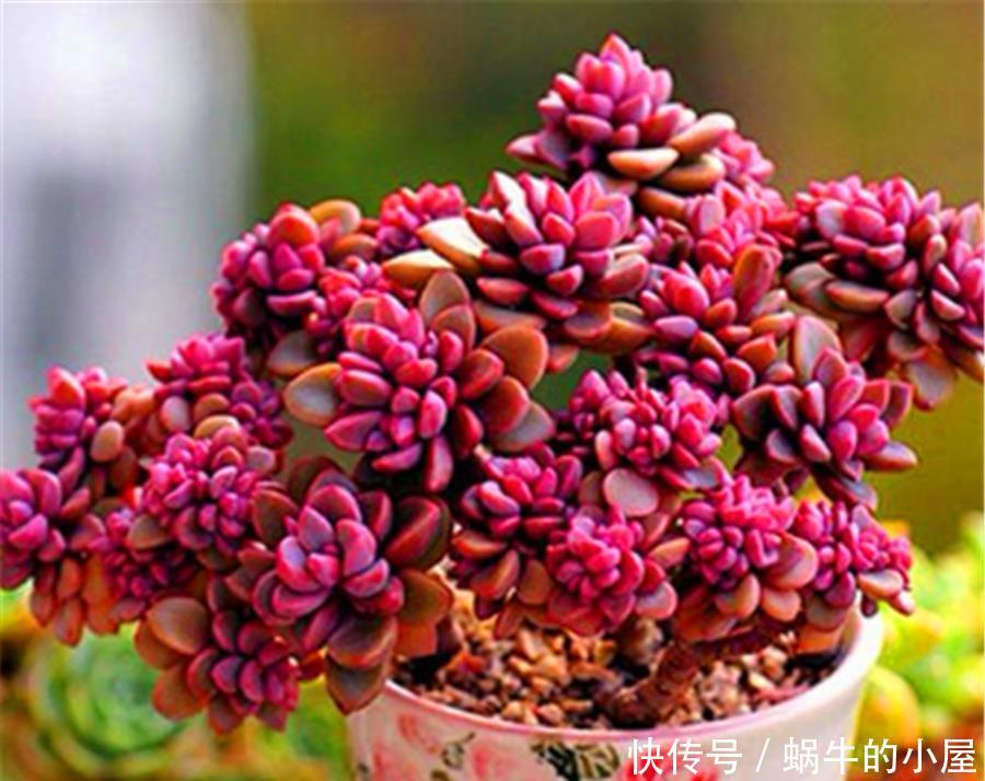 新买的多肉为何容易烂根死亡？从5点找原因，成活率翻三倍