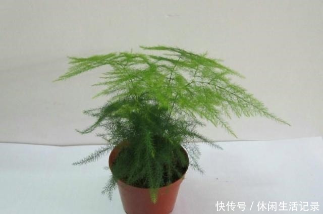潮湿|文竹动不动就黄叶可能犯了这3个“错误”,做错一点也没“辙”!