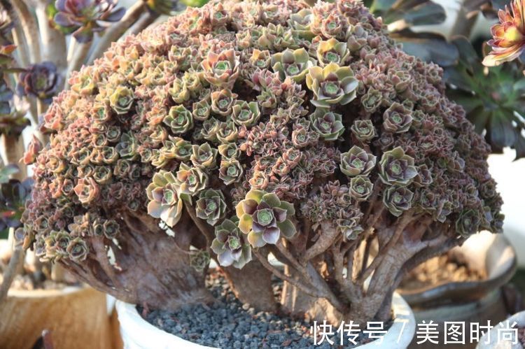 花草|历时一年,在31楼打造300㎡“屋顶花园”,如今美成了仙境