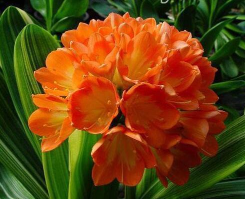 王先生养君子兰，10天一罐“它”，一枝30朵，一开就“2次”！