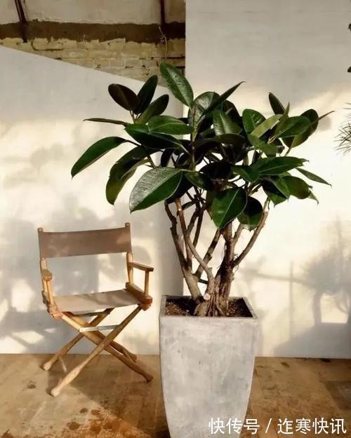 净化|6种健康花，适合室内养，能净化空气，寓意好，高档大气很舒心