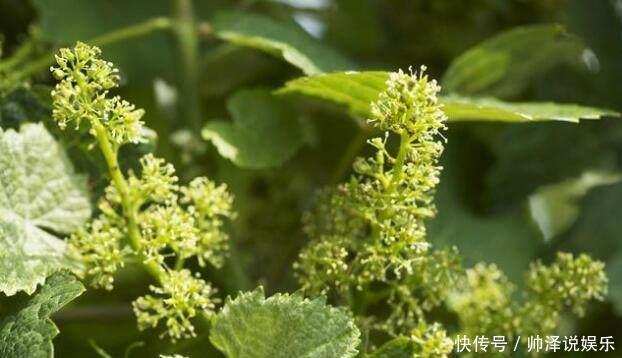 葡萄花期要注意花序 处理好能增产 很多人都大意了 快资讯