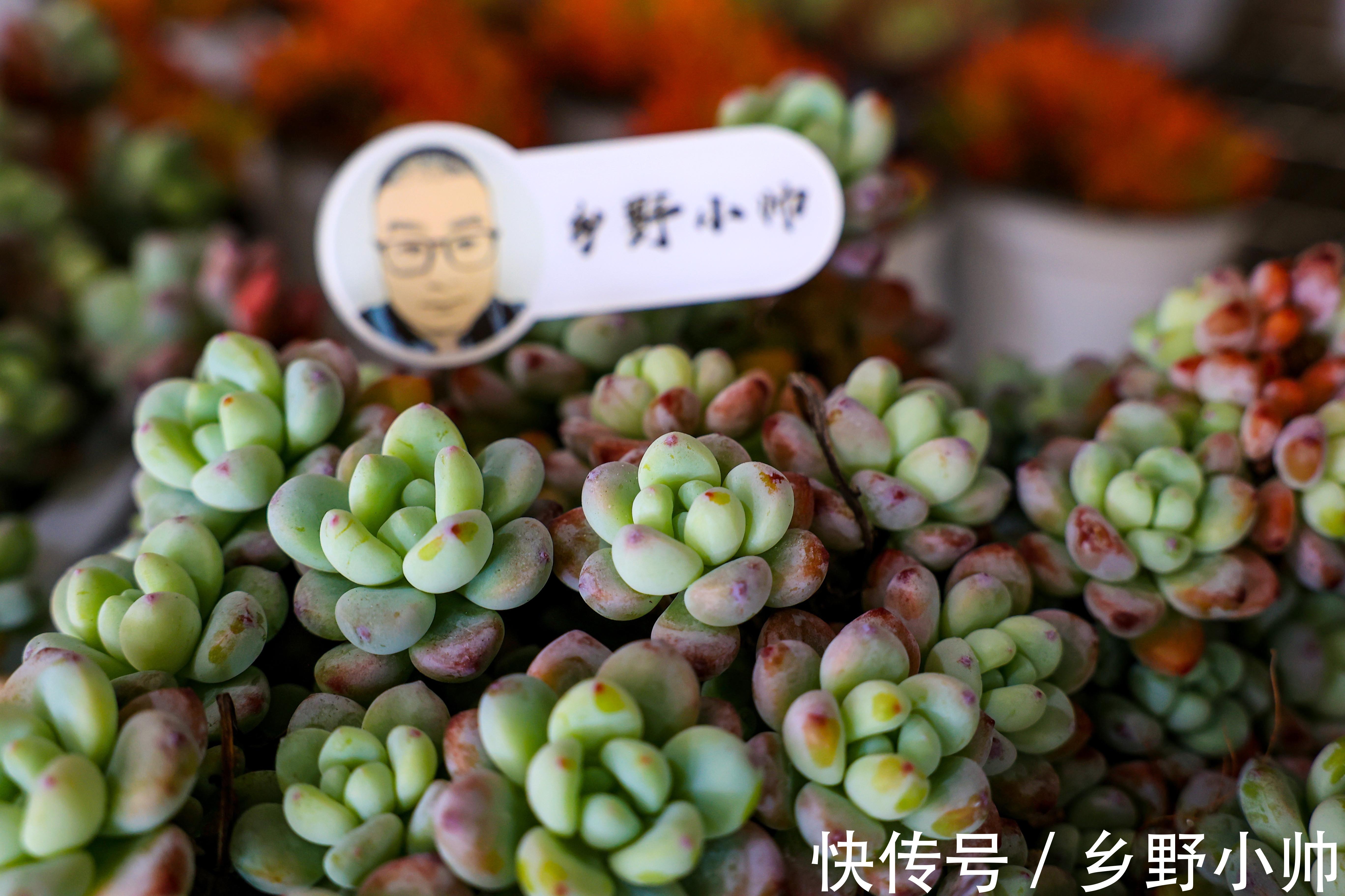 新手养多肉的几个误区，看看你犯了几个错。爱多肉的你别再错下去