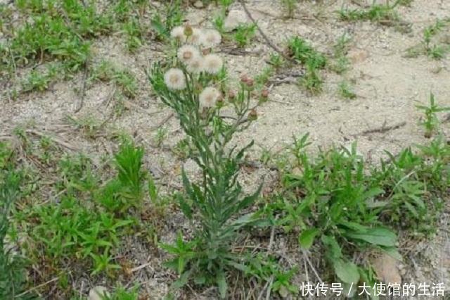 乡下1种蓬松小草,路边随处可见,常人遇到将其当杂草,错过宝贝